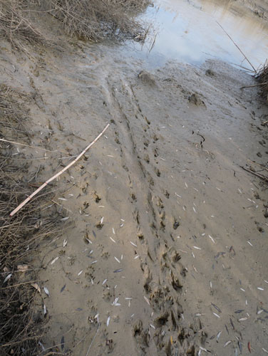 La lontra nell''Appennino meridionale